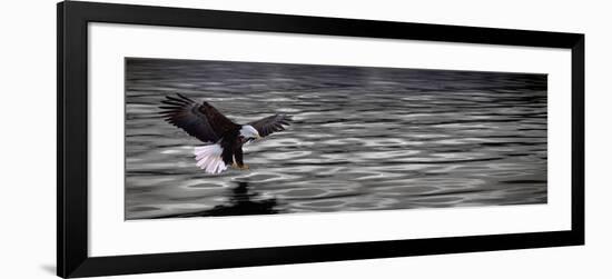 Eagle over Water-null-Framed Photographic Print