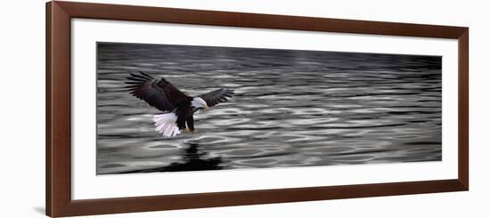 Eagle over Water-null-Framed Photographic Print