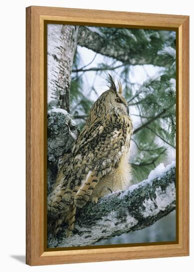 Eagle Owl Adult on Birch Tree in Forest of Ural Mountains-Andrey Zvoznikov-Framed Premier Image Canvas