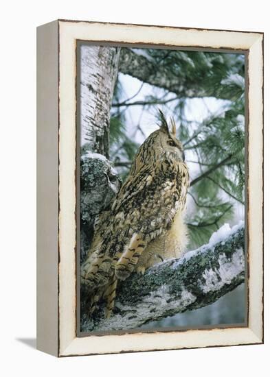 Eagle Owl Adult on Birch Tree in Forest of Ural Mountains-Andrey Zvoznikov-Framed Premier Image Canvas