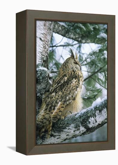 Eagle Owl Adult on Birch Tree in Forest of Ural Mountains-Andrey Zvoznikov-Framed Premier Image Canvas