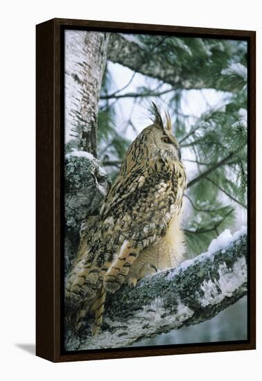 Eagle Owl Adult on Birch Tree in Forest of Ural Mountains-Andrey Zvoznikov-Framed Premier Image Canvas