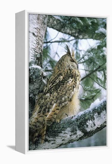 Eagle Owl Adult on Birch Tree in Forest of Ural Mountains-Andrey Zvoznikov-Framed Premier Image Canvas