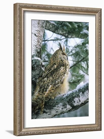 Eagle Owl Adult on Birch Tree in Forest of Ural Mountains-Andrey Zvoznikov-Framed Photographic Print