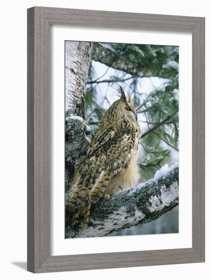 Eagle Owl Adult on Birch Tree in Forest of Ural Mountains-Andrey Zvoznikov-Framed Photographic Print