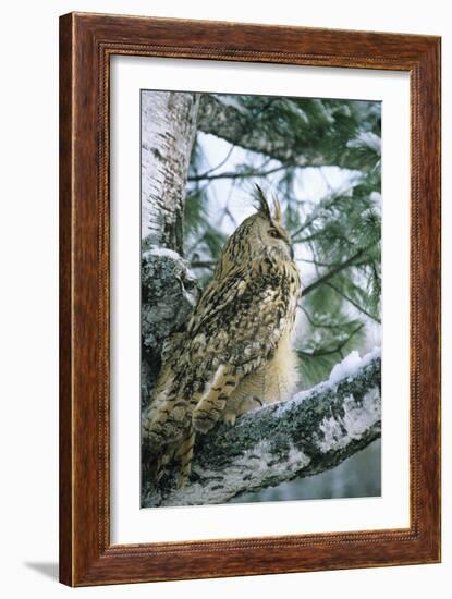 Eagle Owl Adult on Birch Tree in Forest of Ural Mountains-Andrey Zvoznikov-Framed Photographic Print