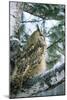 Eagle Owl Adult on Birch Tree in Forest of Ural Mountains-Andrey Zvoznikov-Mounted Photographic Print