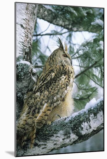 Eagle Owl Adult on Birch Tree in Forest of Ural Mountains-Andrey Zvoznikov-Mounted Photographic Print