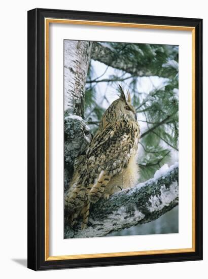 Eagle Owl Adult on Birch Tree in Forest of Ural Mountains-Andrey Zvoznikov-Framed Photographic Print