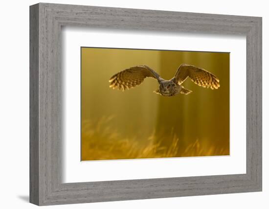 Eagle Owl (Bubo Bubo) in Flight Through Forest, Backlit at Dawn, Czech Republic, November. Captive-Ben Hall-Framed Photographic Print