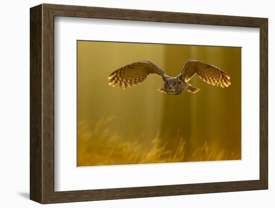 Eagle Owl (Bubo Bubo) in Flight Through Forest, Backlit at Dawn, Czech Republic, November. Captive-Ben Hall-Framed Photographic Print