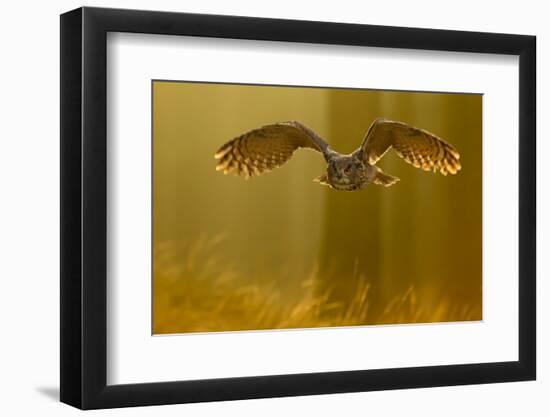 Eagle Owl (Bubo Bubo) in Flight Through Forest, Backlit at Dawn, Czech Republic, November. Captive-Ben Hall-Framed Photographic Print