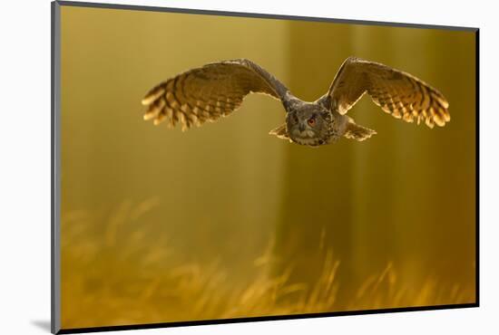 Eagle Owl (Bubo Bubo) in Flight Through Forest, Backlit at Dawn, Czech Republic, November. Captive-Ben Hall-Mounted Photographic Print