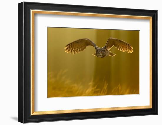 Eagle Owl (Bubo Bubo) in Flight Through Forest, Backlit at Dawn, Czech Republic, November. Captive-Ben Hall-Framed Photographic Print