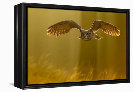 Eagle Owl (Bubo Bubo) in Flight Through Forest, Backlit at Dawn, Czech Republic, November. Captive-Ben Hall-Framed Premier Image Canvas