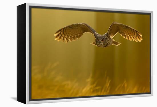 Eagle Owl (Bubo Bubo) in Flight Through Forest, Backlit at Dawn, Czech Republic, November. Captive-Ben Hall-Framed Premier Image Canvas