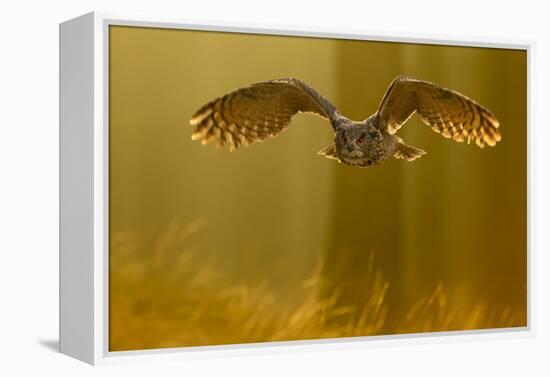 Eagle Owl (Bubo Bubo) in Flight Through Forest, Backlit at Dawn, Czech Republic, November. Captive-Ben Hall-Framed Premier Image Canvas