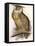 Eagle Owl, Bubo Maximus-Edward Lear-Framed Premier Image Canvas