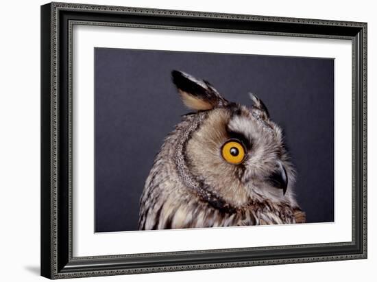 Eagle Owl Head Detail-Darroch Donald-Framed Photographic Print