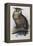 Eagle Owl, Lithographic Plate from "The Birds of Europe"-John Gould-Framed Premier Image Canvas