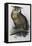 Eagle Owl, Lithographic Plate from "The Birds of Europe"-John Gould-Framed Premier Image Canvas