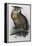 Eagle Owl, Lithographic Plate from "The Birds of Europe"-John Gould-Framed Premier Image Canvas