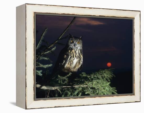 Eagle Owl Perching on Tree Branch-null-Framed Stretched Canvas