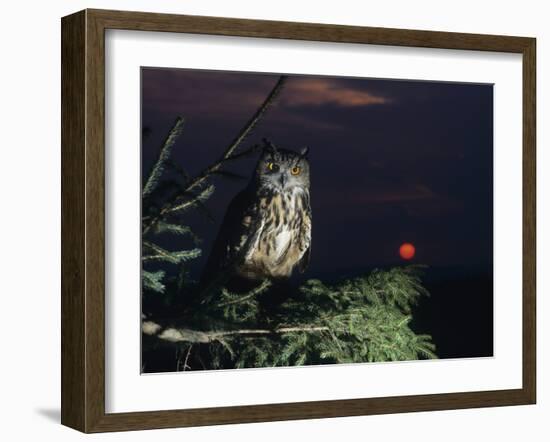 Eagle Owl Perching on Tree Branch-null-Framed Photo