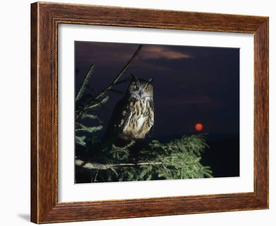 Eagle Owl Perching on Tree Branch-null-Framed Photo