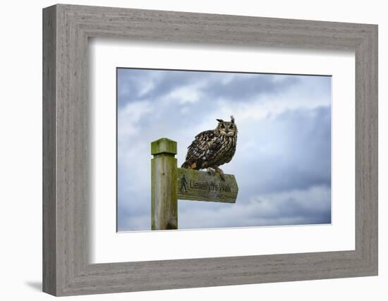 Eagle Owl, Raptor, Bird of Prey on Sign Post for Llewellyn'Swalk, Rhayader, Mid Wales, U.K.-Janette Hill-Framed Photographic Print