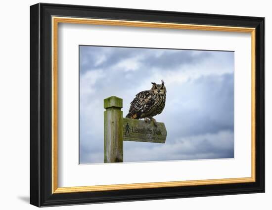 Eagle Owl, Raptor, Bird of Prey on Sign Post for Llewellyn'Swalk, Rhayader, Mid Wales, U.K.-Janette Hill-Framed Photographic Print