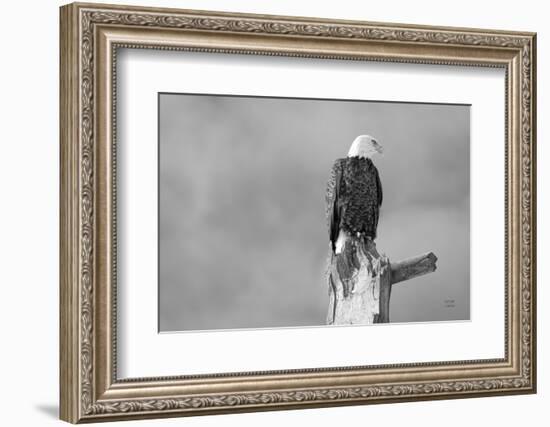 Eagle Perch BW-Nathan Larson-Framed Photographic Print