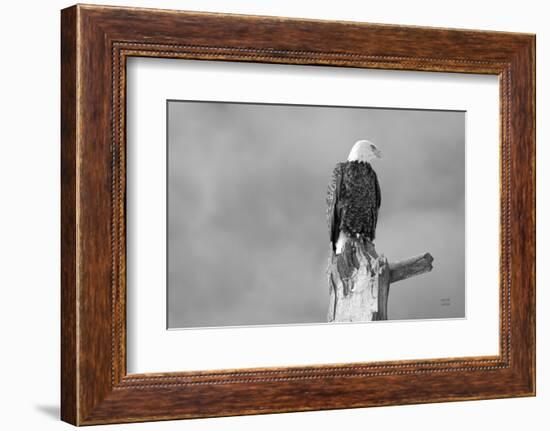 Eagle Perch BW-Nathan Larson-Framed Photographic Print
