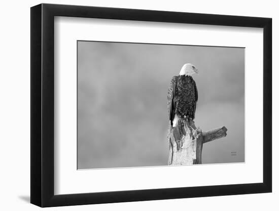 Eagle Perch BW-Nathan Larson-Framed Photographic Print