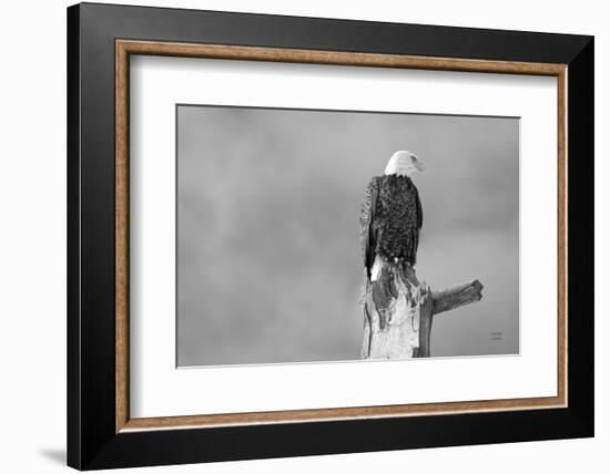 Eagle Perch BW-Nathan Larson-Framed Photographic Print