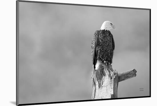 Eagle Perch BW-Nathan Larson-Mounted Photographic Print