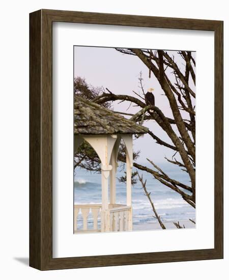 Eagle Perched at Entrance to Beach Trail, Kalaloch Lodge, Olympic National Park, Washington, USA-Trish Drury-Framed Photographic Print