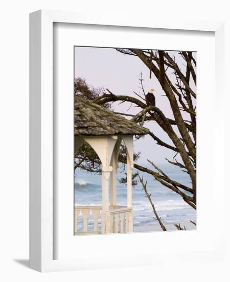 Eagle Perched at Entrance to Beach Trail, Kalaloch Lodge, Olympic National Park, Washington, USA-Trish Drury-Framed Photographic Print