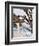 Eagle Perched at Entrance to Beach Trail, Kalaloch Lodge, Olympic National Park, Washington, USA-Trish Drury-Framed Photographic Print