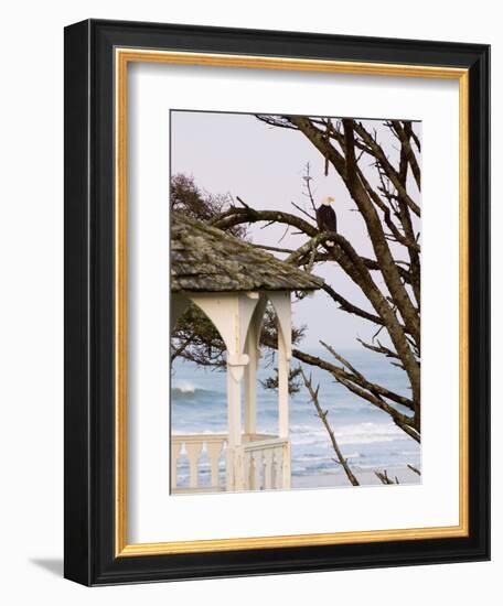 Eagle Perched at Entrance to Beach Trail, Kalaloch Lodge, Olympic National Park, Washington, USA-Trish Drury-Framed Photographic Print
