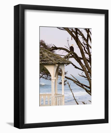 Eagle Perched at Entrance to Beach Trail, Kalaloch Lodge, Olympic National Park, Washington, USA-Trish Drury-Framed Photographic Print