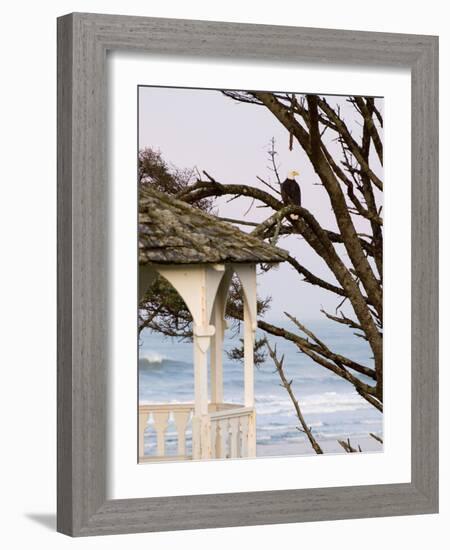 Eagle Perched at Entrance to Beach Trail, Kalaloch Lodge, Olympic National Park, Washington, USA-Trish Drury-Framed Photographic Print
