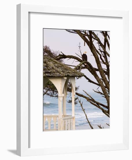 Eagle Perched at Entrance to Beach Trail, Kalaloch Lodge, Olympic National Park, Washington, USA-Trish Drury-Framed Photographic Print