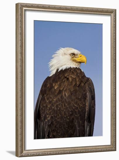 Eagle Portrait, Homer, Alaska, USA-Terry Eggers-Framed Photographic Print
