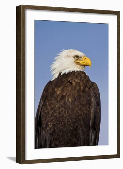 Eagle Portrait, Homer, Alaska, USA-Terry Eggers-Framed Photographic Print