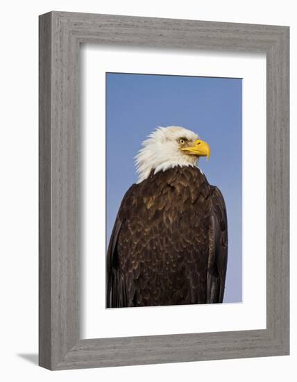 Eagle Portrait, Homer, Alaska, USA-Terry Eggers-Framed Photographic Print