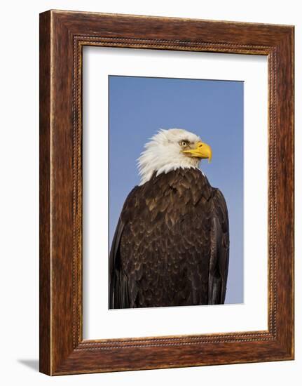 Eagle Portrait, Homer, Alaska, USA-Terry Eggers-Framed Photographic Print