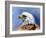 Eagle Portrait-Spencer Williams-Framed Giclee Print