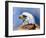 Eagle Portrait-Spencer Williams-Framed Giclee Print