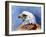 Eagle Portrait-Spencer Williams-Framed Giclee Print